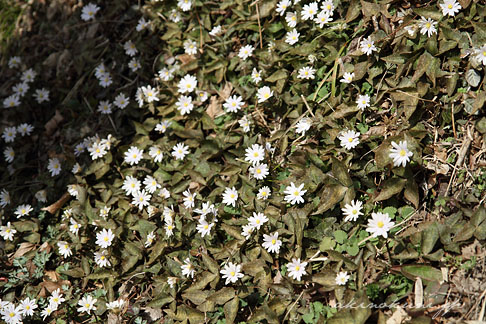 三次市吉舎町安田地区の雪割一華（ユキワリイチゲ） たくさん咲いてます