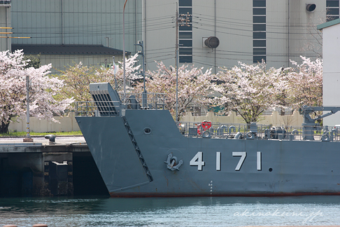 輸送艦「ゆら」（LSU-4171）と桜