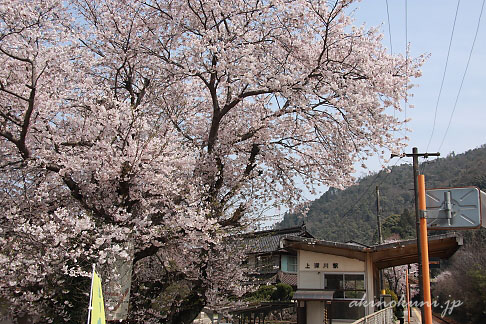 上深川駅の桜