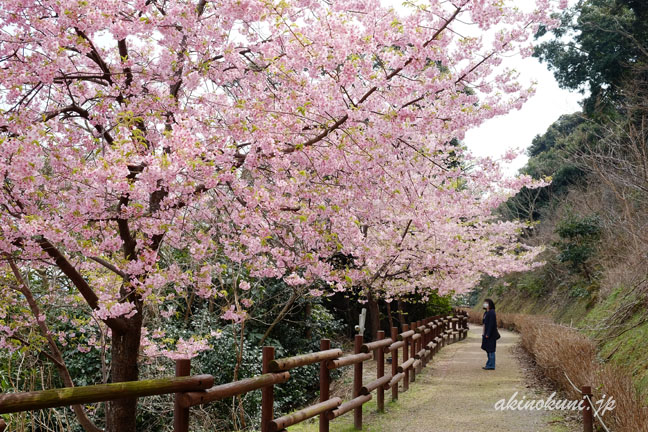 上関城山歴史公園　遊歩道の桜