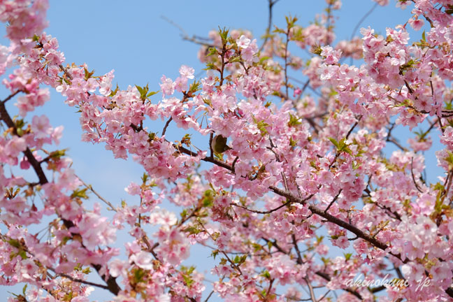 背景青空で河津桜　メジロも小さく