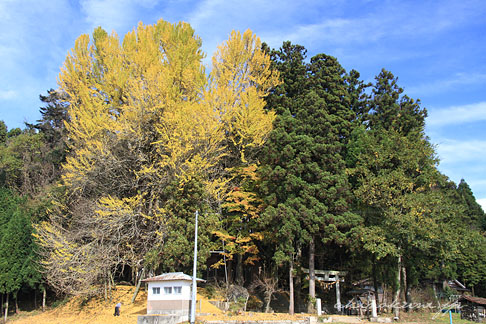 上高野山の乳下がり銀杏 全景