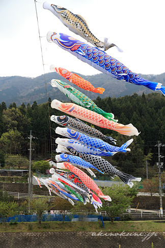 三篠川にかかる鯉のぼり