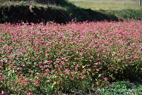 東広島市福富の赤いそばの花