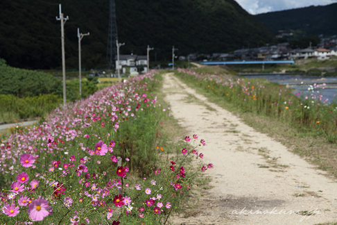 町田せせらぎ フラワー通り 1