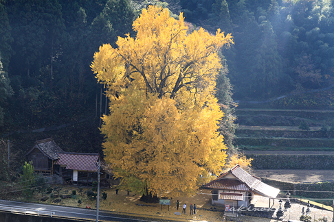 香淀迦具神社の大銀杏 全体 横構図