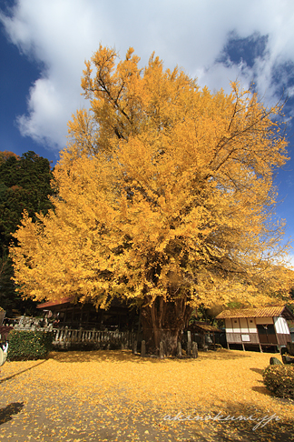 筒賀大歳神社の大銀杏 全体 縦構図