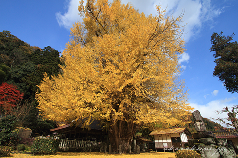 筒賀大歳神社の大銀杏 全体 横構図