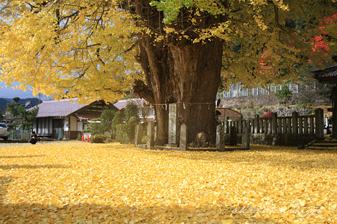 筒賀大歳神社の大銀杏 葉の絨毯１