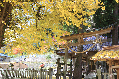 筒賀大歳神社の大銀杏 鳥居とともに