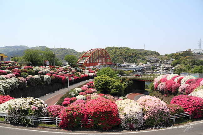 色とりどりのつつじと音戸大橋