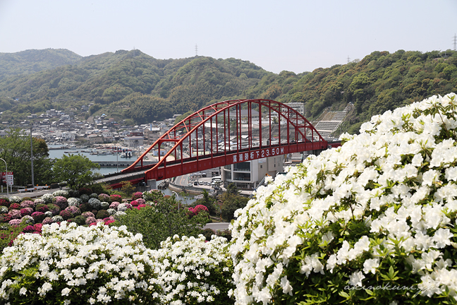 白いつつじと音戸大橋