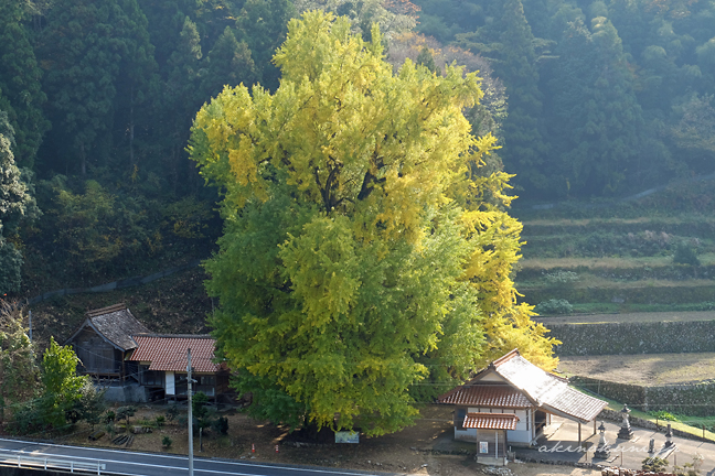 香淀迦具神社の大銀杏 俯瞰