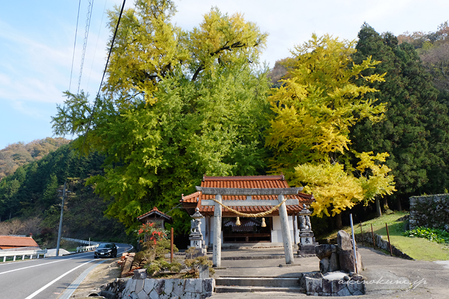 香淀迦具神社の大銀杏 鳥居から