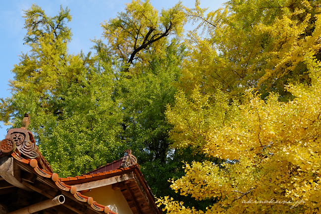 香淀迦具神社の大銀杏 青空とともに