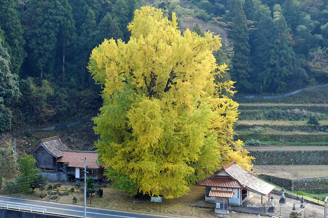 香淀迦具神社の大銀杏 俯瞰 2013年11月24日