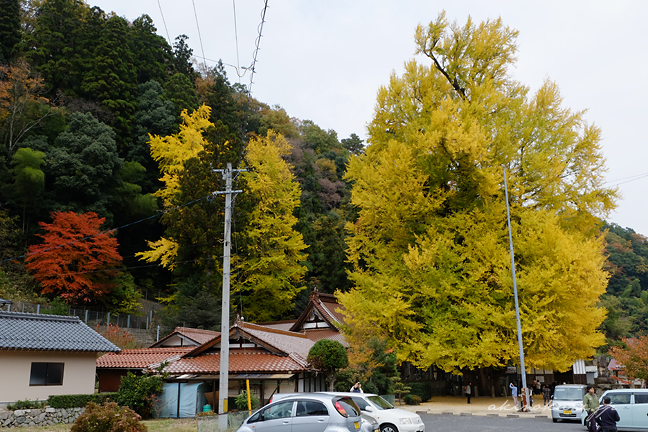 筒賀大歳神社の大銀杏 全体 横構図