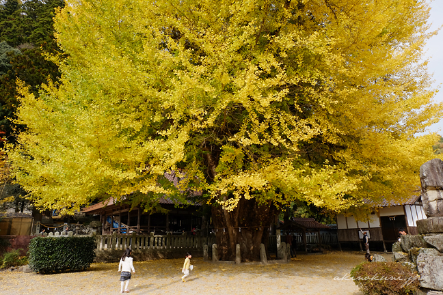 筒賀大歳神社の大銀杏 走る女の子