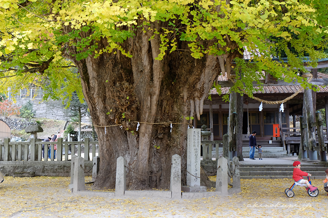 筒賀大歳神社の大銀杏 三輪車の子