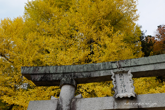 筒賀大歳神社の大銀杏 鳥居と銀杏