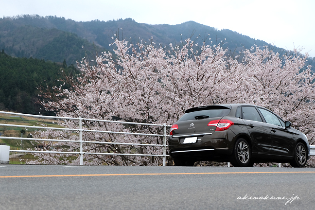 シトロエンC4と桜 ２