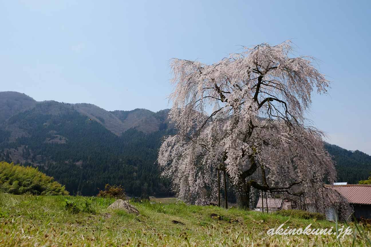 小田掛のしだれ桜（中原のしだれ桜）　山と青空と