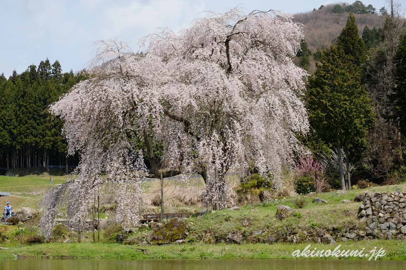 小田掛のしだれ桜（中原のしだれ桜）　下から