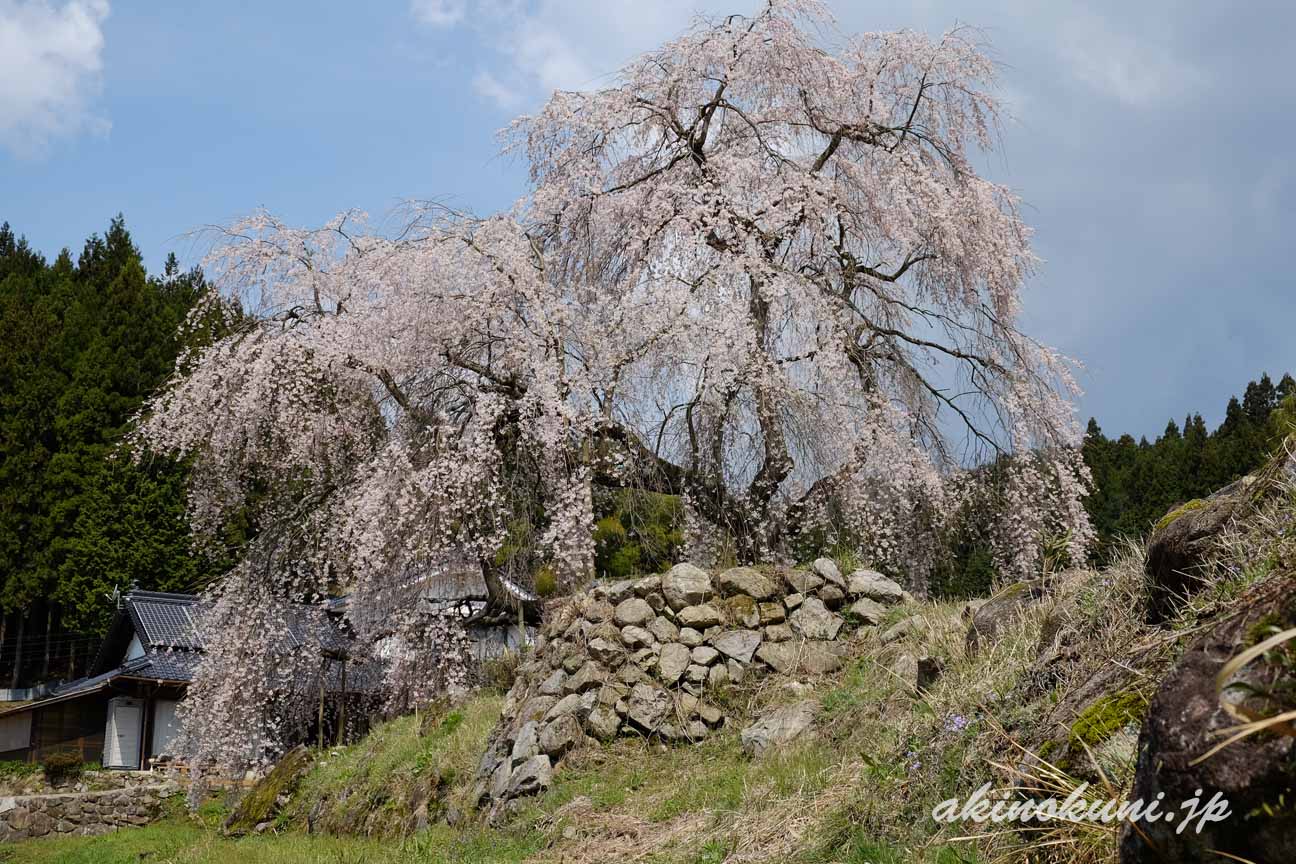 小田掛のしだれ桜（中原のしだれ桜）　横から1