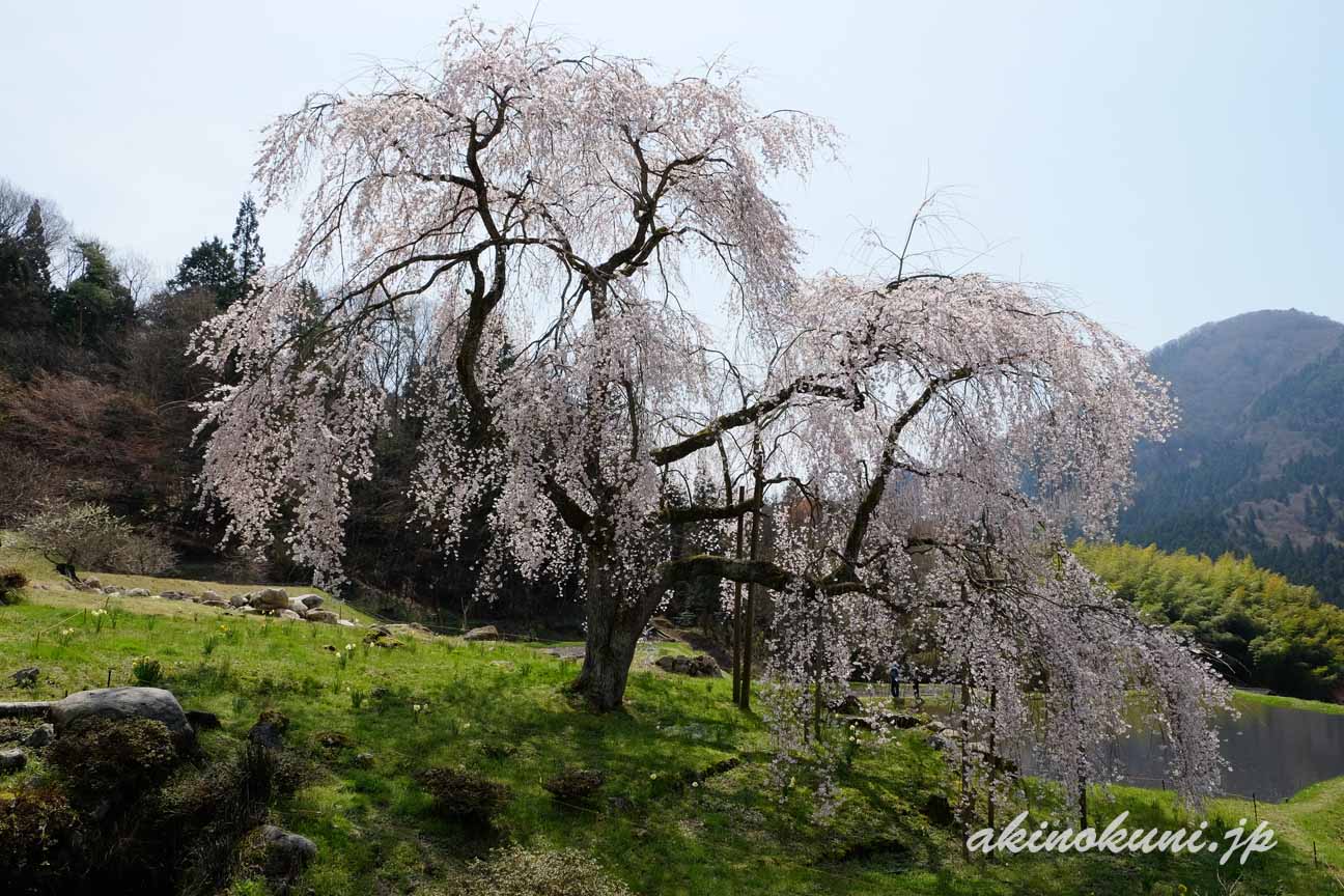 小田掛のしだれ桜（中原のしだれ桜）　横から2