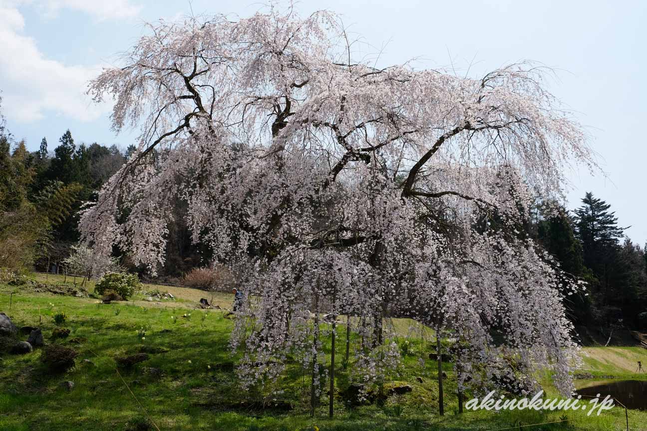 小田掛のしだれ桜（中原のしだれ桜）　オーナーさんの家（？）側から