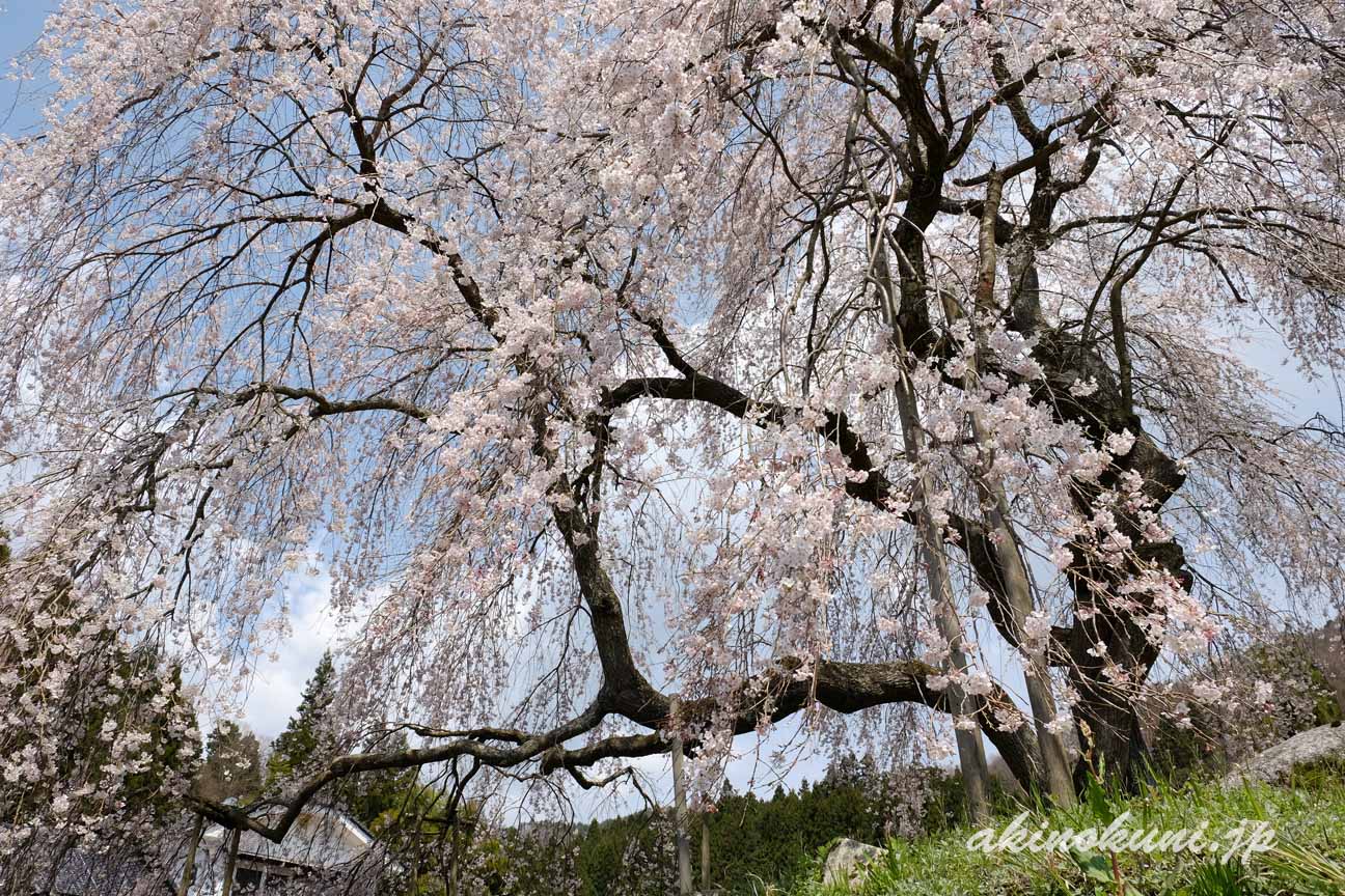 小田掛のしだれ桜（中原のしだれ桜）　木の下から