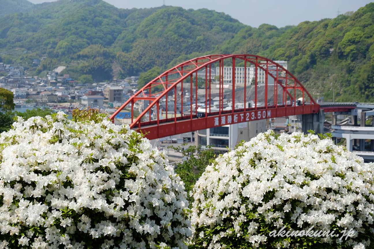 音戸の瀬戸　白いつつじと音戸大橋