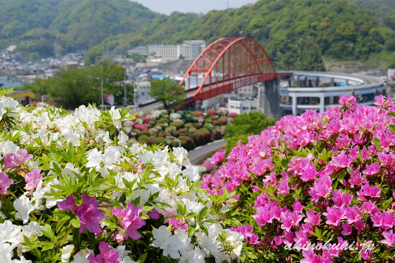 音戸の瀬戸　つつじに彩りと音戸大橋　ピントはつつじに