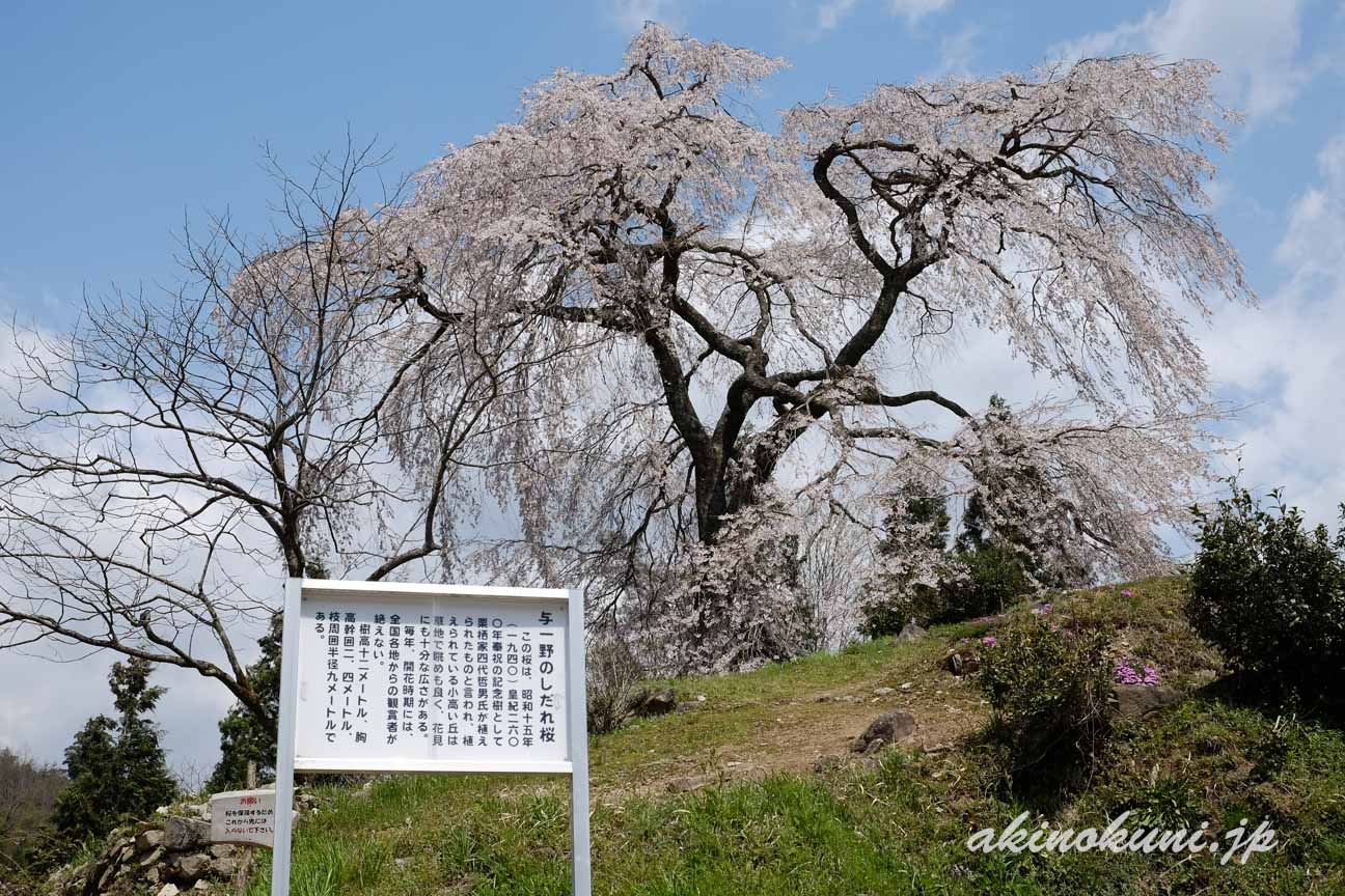 与一野のしだれ桜　説明版とともに