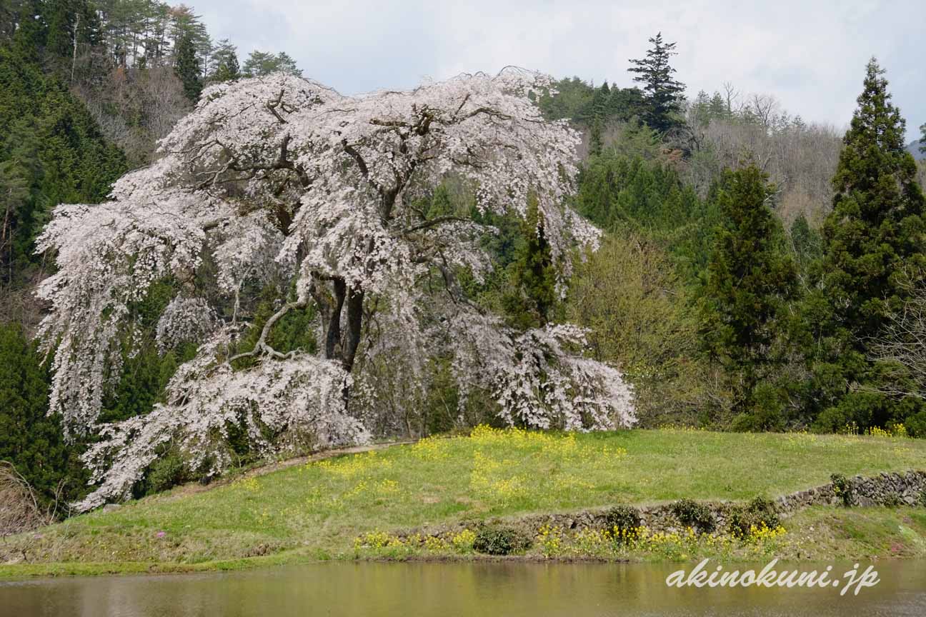 与一野のしだれ桜　この角度から撮る人が多い