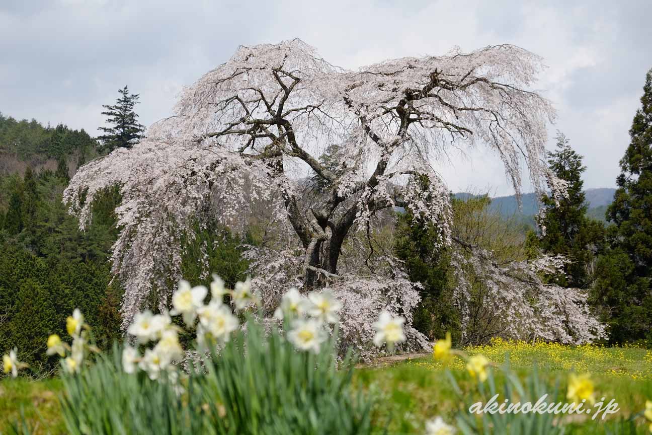 与一野のしだれ桜　水仙を前にして