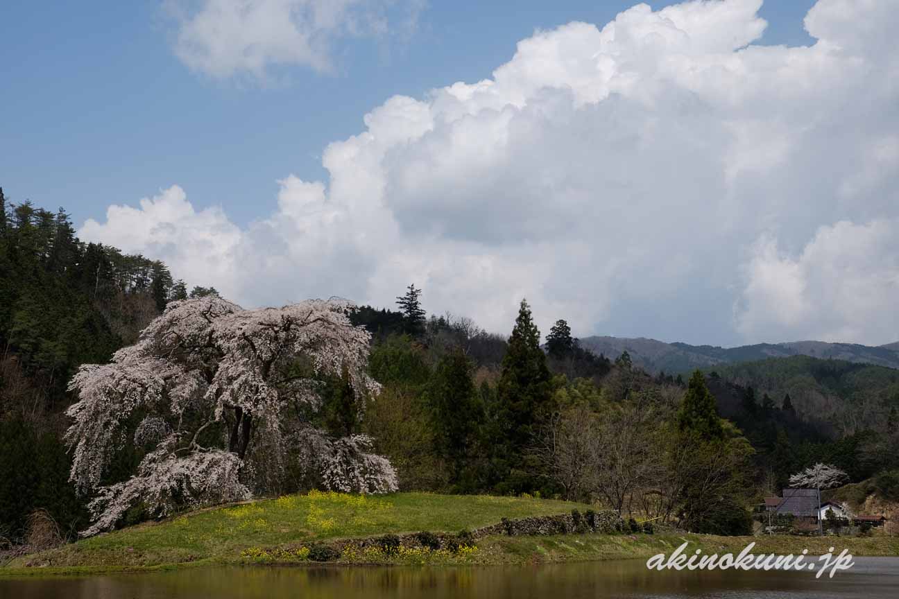 与一野のしだれ桜　青空と民家と