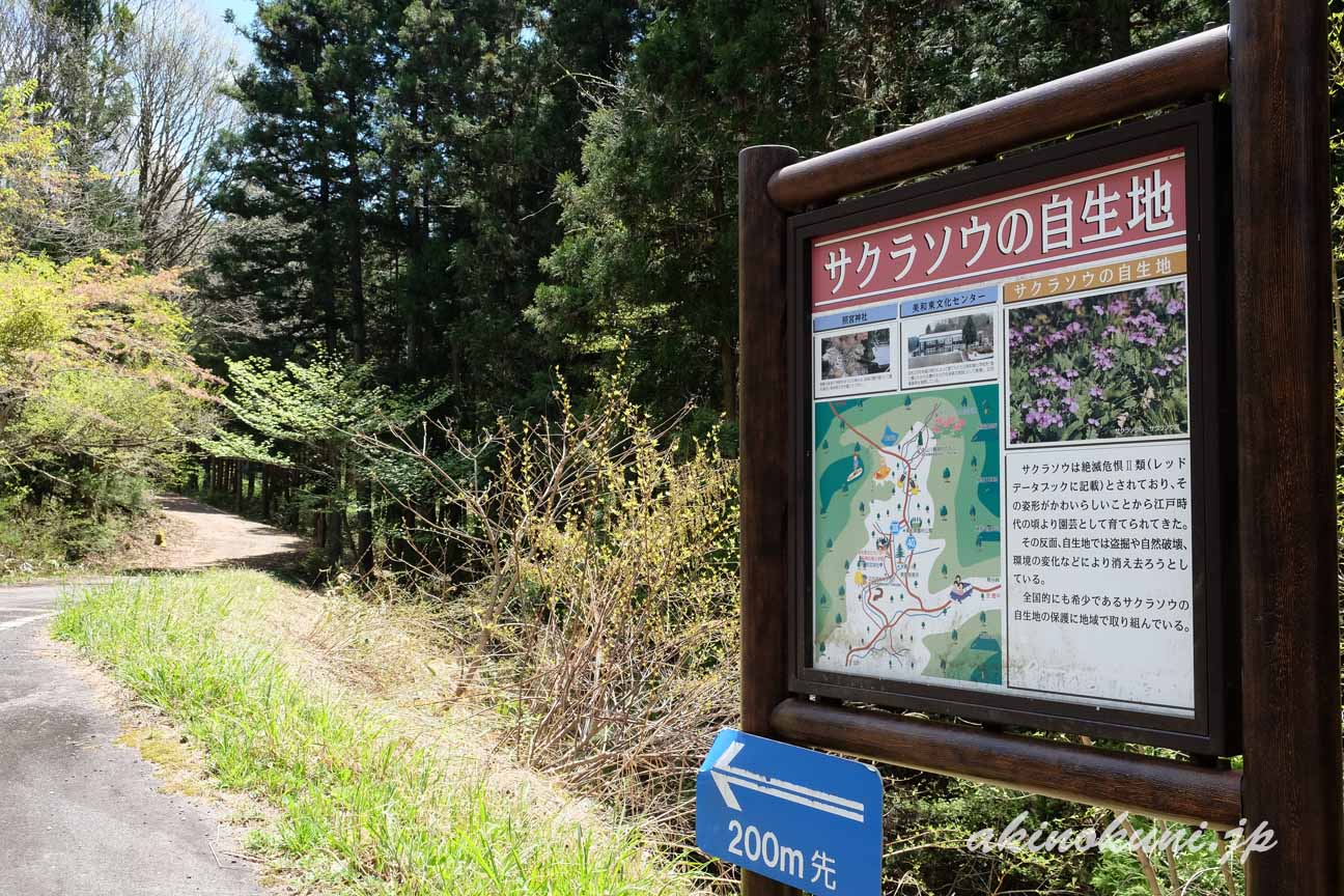 北広島町　サクラソウの自生地を示す案内