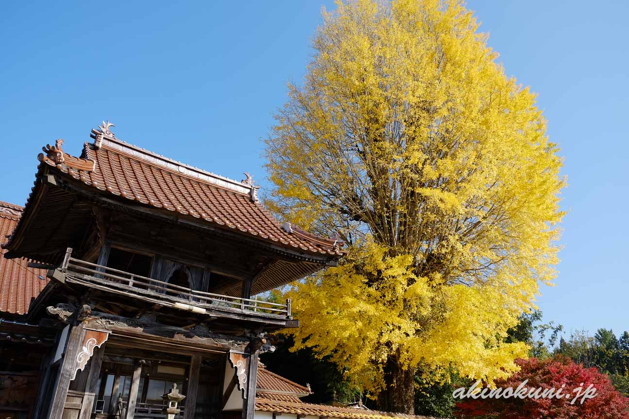 西教寺の大銀杏　門を見ながら