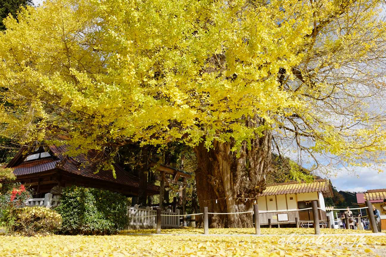 筒賀大歳神社の大銀杏　2