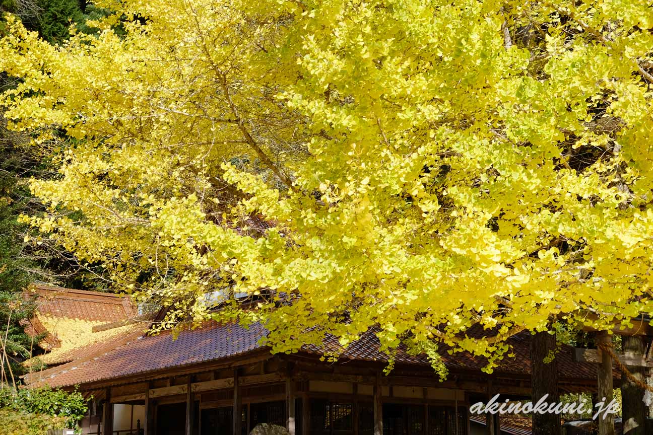 筒賀大歳神社の大銀杏　1