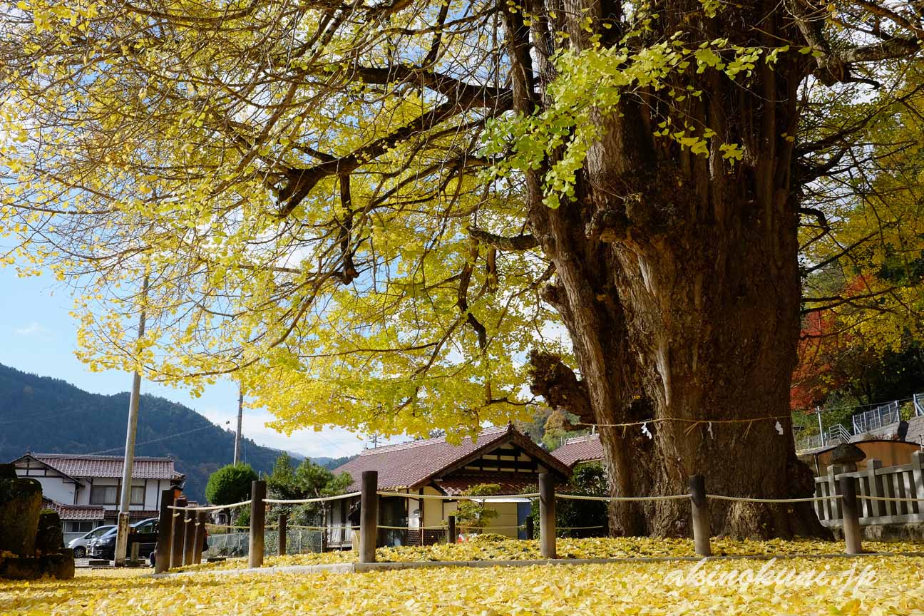 筒賀大歳神社の大銀杏　3