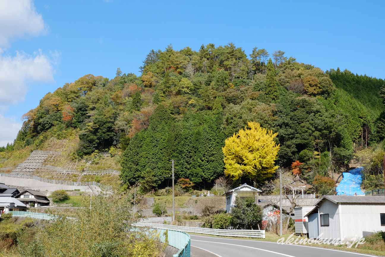 県道41号から白川喜和田神社の銀杏をみる