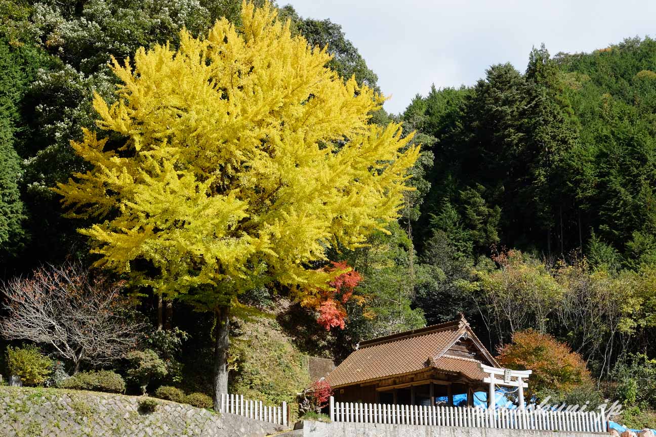 県道41号から白川喜和田神社の銀杏をみる 2