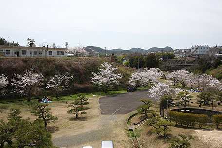 本庄水源地の桜