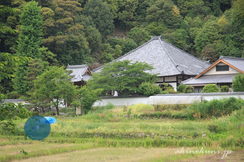 曹洞宗の寺「洞雲寺」の門前の田圃