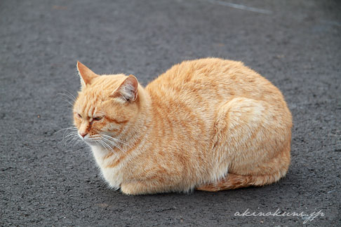 公園にいた猫