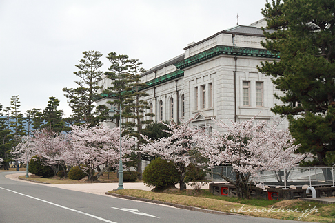 大講堂と桜