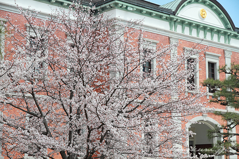 幹部候補生学校庁舎（旧海軍兵学校生徒館）と桜