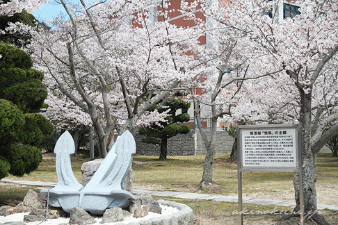 駆逐艦「雪風」の主錨と桜